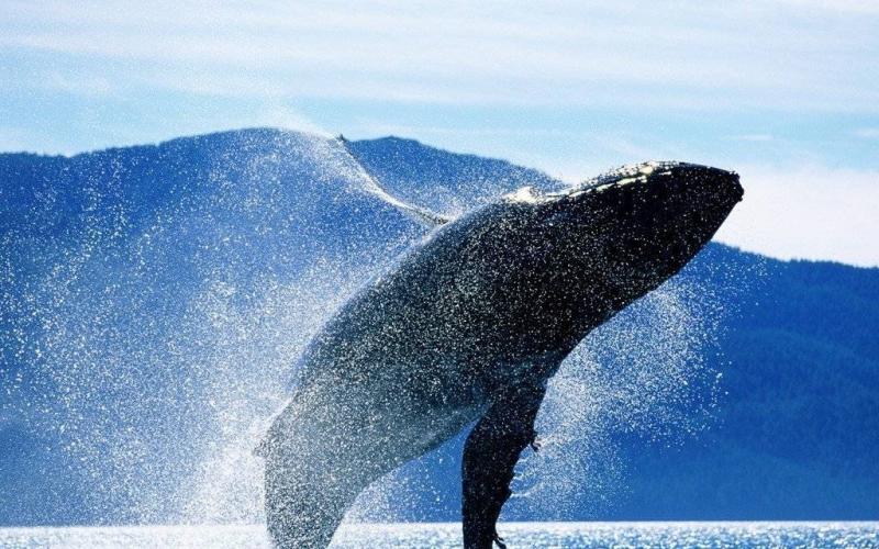 Синий кит: интересные факты о нем Самое интересное о китах